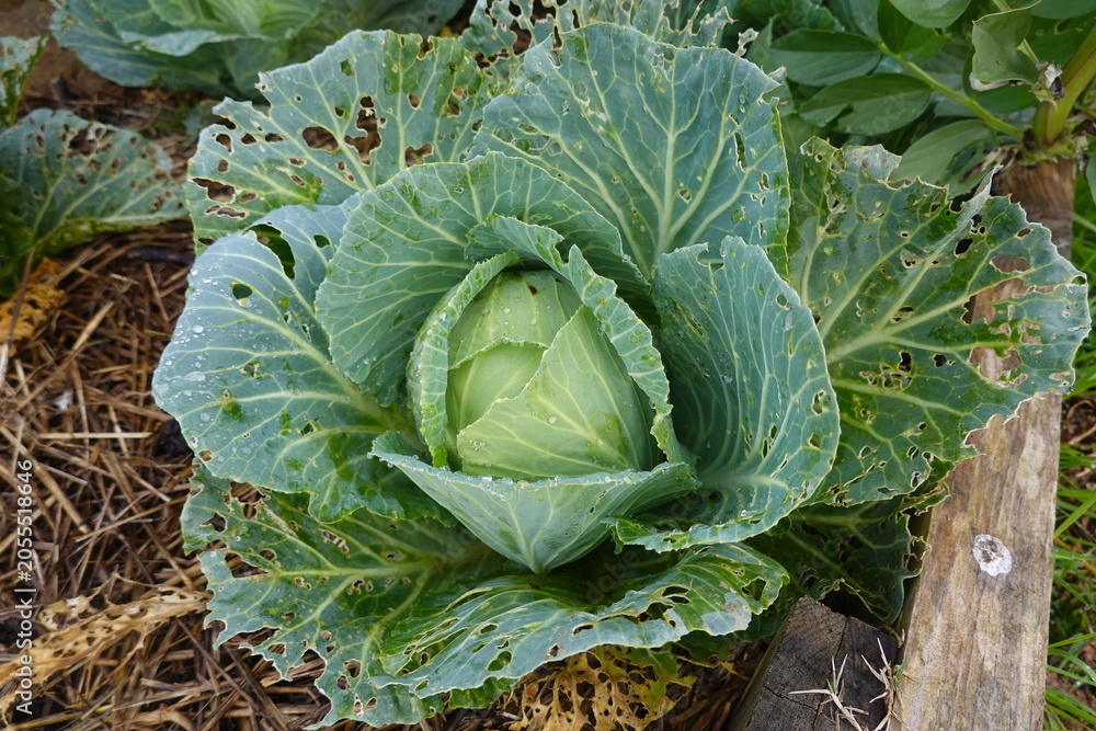 Obraz premium Cabbage plant showing pest damage in organic garden
