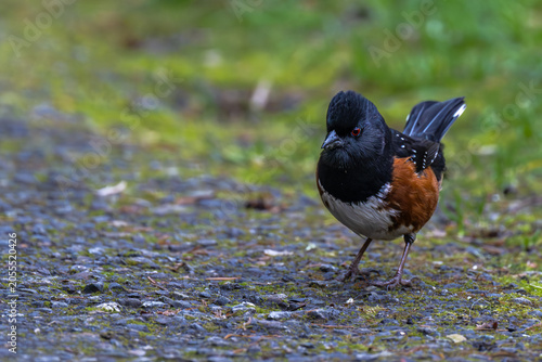 Spotted Towhee (Pipilo maculatus) on Bainbridge Island, WA