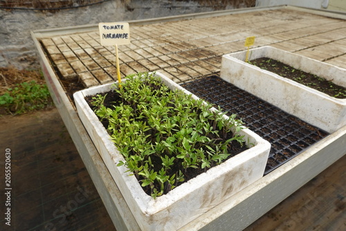 Tablou pe pânză Tomato marmande seedlings growing in greenhouse trays