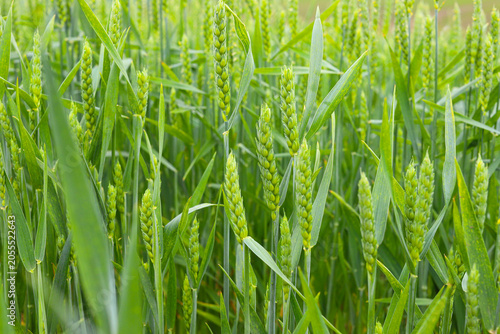 Green wheat field. Green ear of wheat close up. Selective focus, blurred background. Concept of good harvest. Ukraine, Europe.