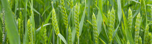 Obraz na plátně Green wheat field