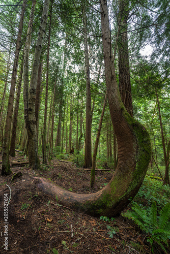 Gazzam Lake Nature Preserve on Bainbridge Island, WA