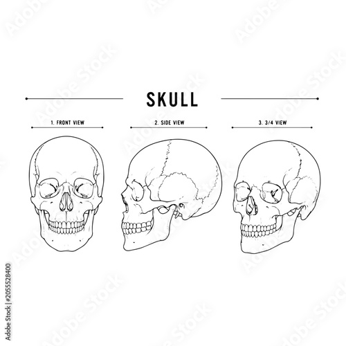 Quadro em tela Skull bone diagram in three views frontal side and 3/4 view illustration human anatomy skeleton