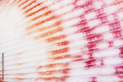 close-up of a natural seashell surface revealing intricate organic patterns, spiral ridges, porous calcium carbonate structure, and soft pearlescent iridescence.