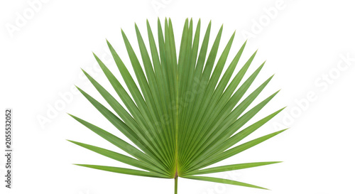 Single green fan palm leaf, isolated on transparent background