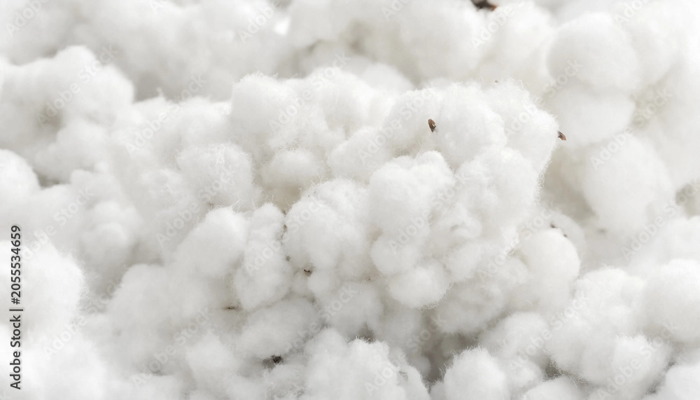 Fototapeta premium Close-up of raw white cotton bolls showing soft fibers and natural texture with plant based raw material white fiber agricultural produce cotton boll organic fiber sustainable textile