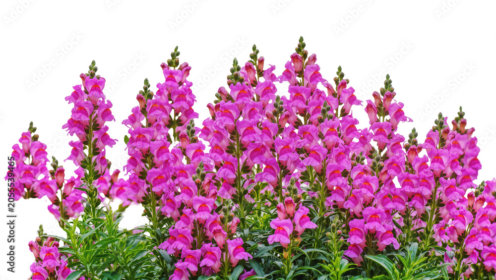 Obraz premium Isolated vibrant pink snapdragon flowers with green leaves, a beautiful and fresh garden view.