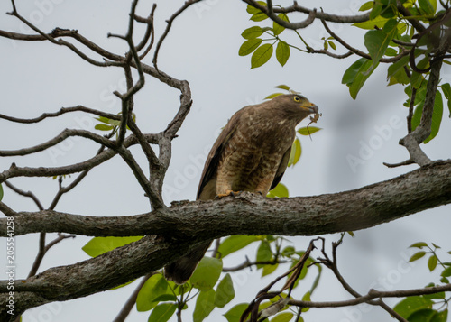 águila con su presa, depredador cazando