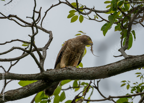 águila con su presa, depredador cazando