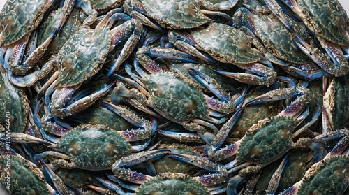 Top View of Fresh Flower Crab Background for Seafood Culinary Business