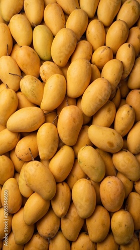 Vertical Top View of Fresh Golden Yellow Mangoes Harvest Pattern