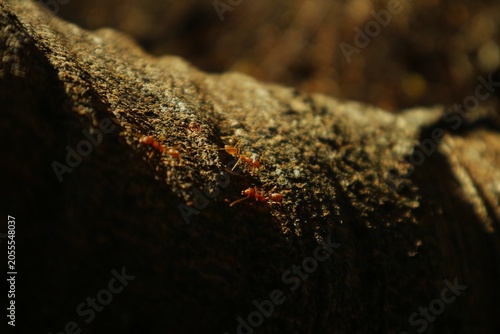 Schilderij op canvas Two weaver ants crawl along a tree root to follow the path their colony has taken