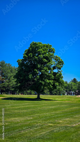 Single large maple tree in green grass meadow under blue sky