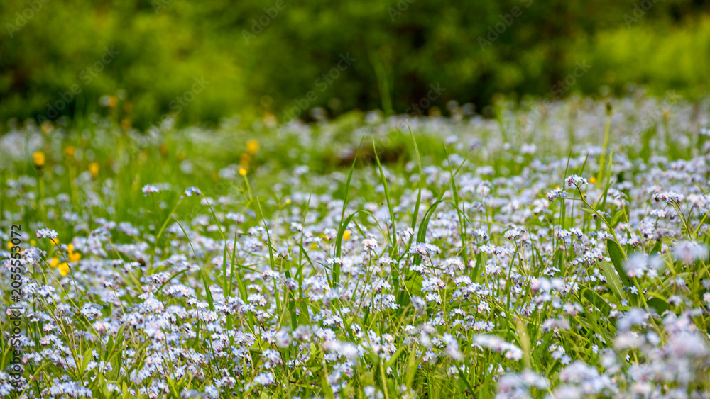 Fototapeta premium sunny summer landscape with charming Forget-me-nots, Myosotis meadow, wonderful sunlit flowers, summer