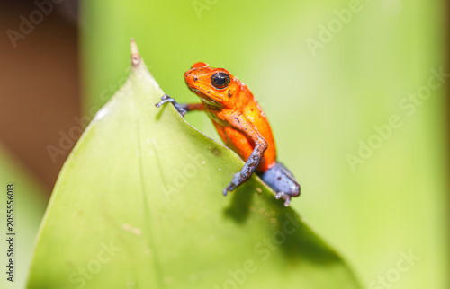Fotografie Strawberry poison frog with its bright red color that serves as a warning colora