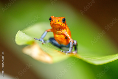 Strawberry poison frog with its bright red color that serves as a warning coloration to alert predators to its toxicity
