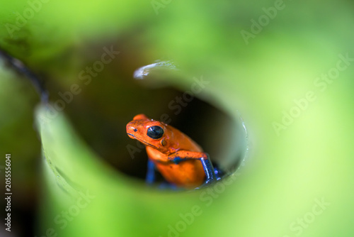 Photos Strawberry poison frog with its bright red color that serves as a warning colora