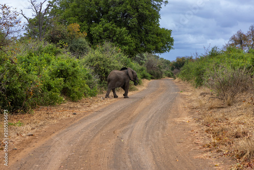Young elephant walk in the dirt road