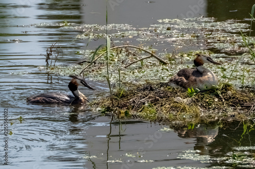 Pair of great crested grebes (Podiceps cristatus) at their nest in a pond