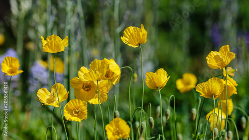 Slika na platnu The naked-stemmed poppy ( Latin- Papaver nudicáule ) is a perennial ( biennial in cultivation ) herbaceous plant; a species of the genus Poppy ( Papaver ) of the Papaveraceae family
