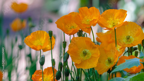 Obraz na plátně The naked-stemmed poppy ( Latin- Papaver nudicáule ) is a perennial ( biennial in cultivation ) herbaceous plant; a species of the genus Poppy ( Papaver ) of the Papaveraceae family