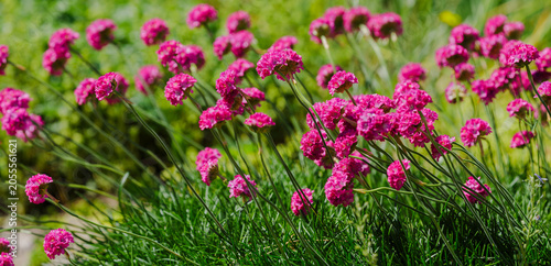 Canvastavla Seaside Thrift ( Latin- Armeria maritima ) is a species of perennial herbaceous