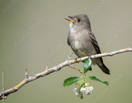 Tableau sur toile Western Wood-Pewee (Contopus sordidulus)