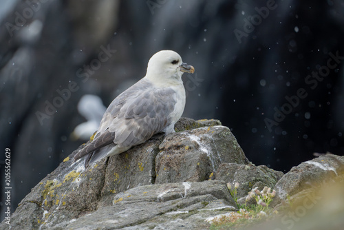 Tableau sur toile Northern Fulmar Resting on Sea Cliff, Isle of May