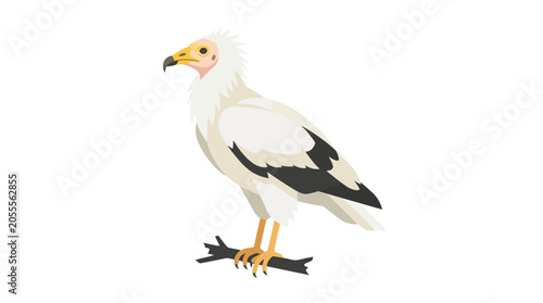 Bild auf Leinwand Egyptian vulture scavenger bird vector illustration.