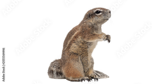 Quadro su tela ground squirrel PNG on transparent background