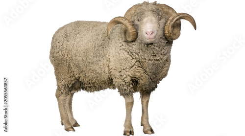 Schilderij op canvas sheep PNG on Transparent background