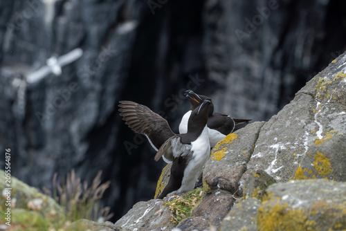 Tableau sur toile Razorbill Pair Courtship Display on Sea Cliffs