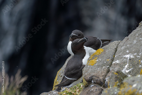 Fotografía Razorbill Pair at Cliffside Nest Site