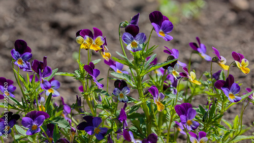 Pansy ( Latin- Viola tricolor ) is a herbaceous annual or biennial ( rarely perennial ) plant. Nature wallpaper