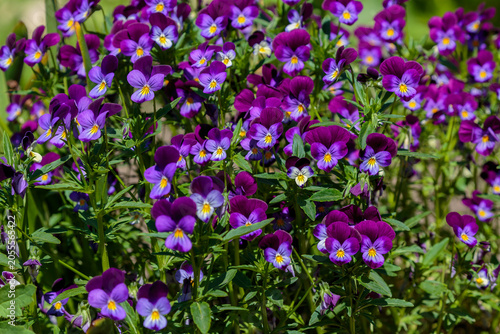 Photos Pansy ( Latin- Viola tricolor ) is a herbaceous annual or biennial ( rarely perennial ) plant