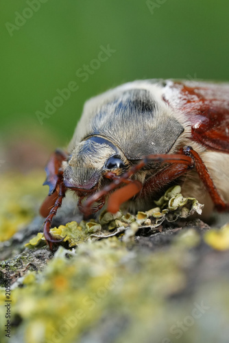 Closeup on a Maybug or May chafer, Melolontha melolontha sitting on wood