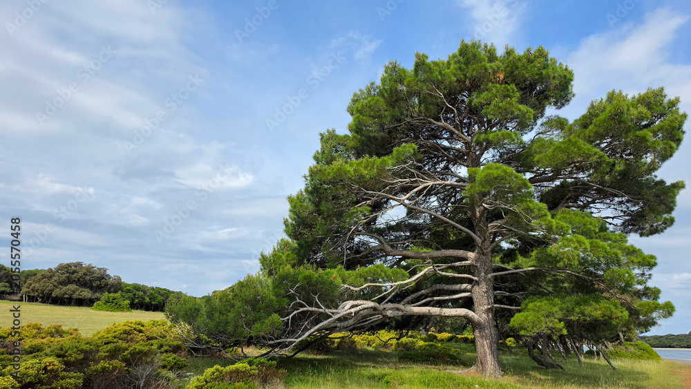 Fototapeta premium Large pine tree and green grassland under blue partly cloudy sky