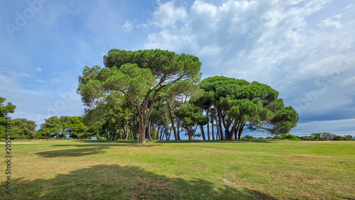 Green Pine Trees on Sunny Golf Course with Cloudy Sky