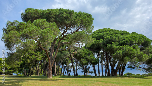 Scenic Group of Pine Trees Under Blue Cloudy Sky