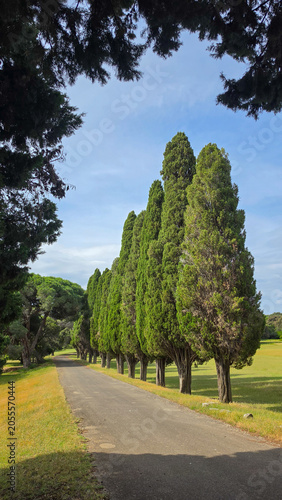 Scenic Road Lined with Tall Green Cypress Trees in Summer