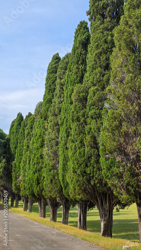 Row of Tall Green Cypress Trees Along Road in Park