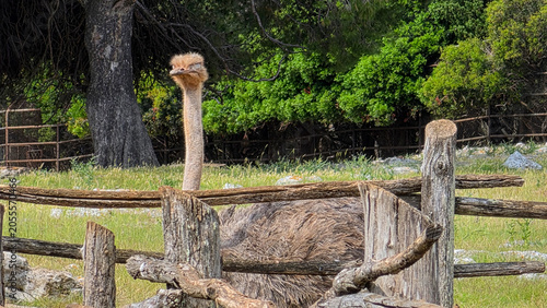 Ostrich resting behind rustic wooden fence in natural outdoor setting