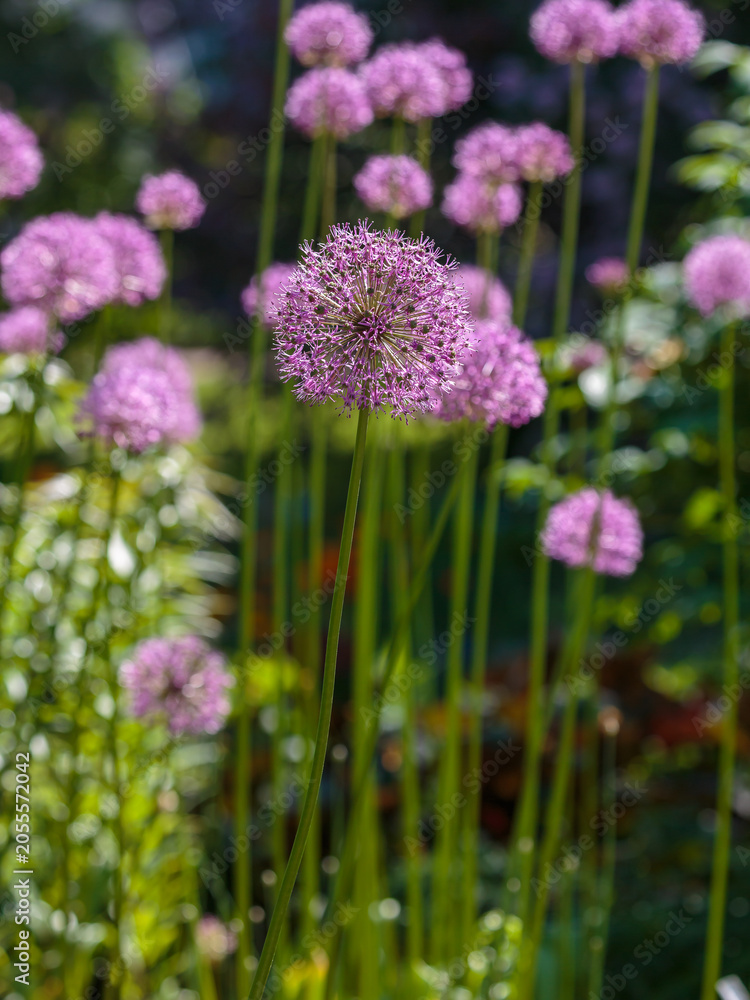 Fototapeta premium Decorative Allium bow — graceful peduncles are crowned with star-shaped lilac-purple flowers gathered in an openwork ball