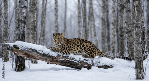 Amur leopard crouching on a snow-covered fallen tree log in a winter forest