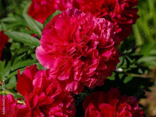 Foto Medicinal peony Rubra Plena (Paeonia officinalis Rubra Plena) is a herbaceous perennial from the group of medicinal peonies