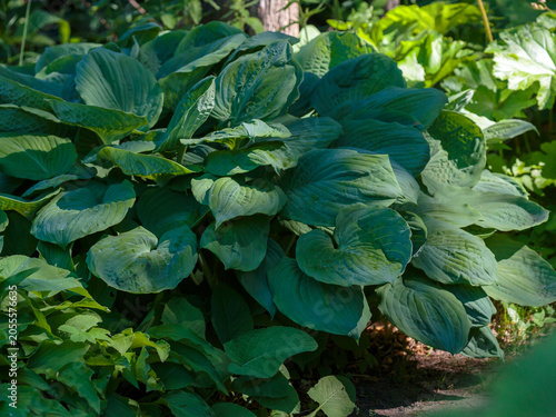 Tableau sur toile Hosta sieboldiana Elegans is a wonderful plant for a shady garden