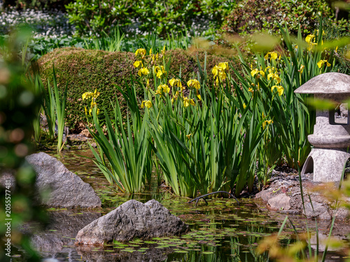 Schilderij op canvas Iris pseudocorus (also yellow iris , marsh iris , water iris , calamus iris ; Ir