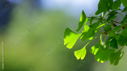 Schilderij op canvas Natural background with young green leaves of the relict Ginkgo Biloba tree
