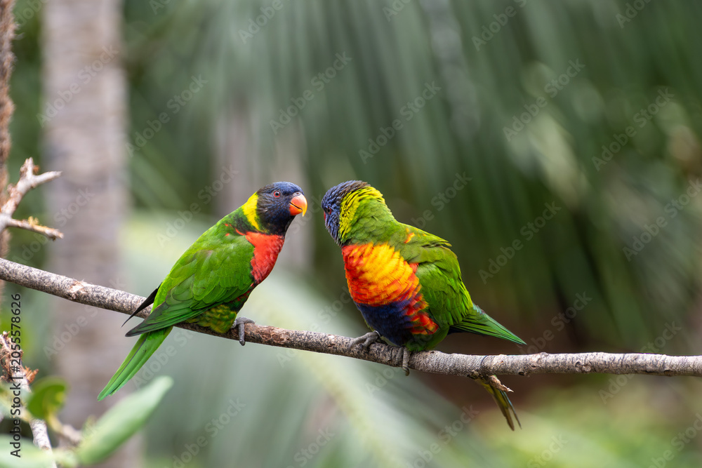 Obraz premium Different colorful parrots birds in Loro Parque on Tenerife close up on trees during morning feeding