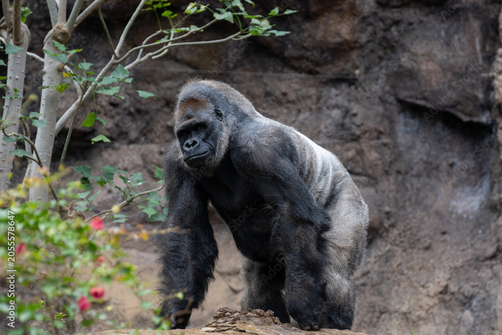 Fototapeta premium Gorilla, large primarily herbivorous great apes live in tropical forests of equatorial Africa, to see in zoo, walking and sitting alone, close up